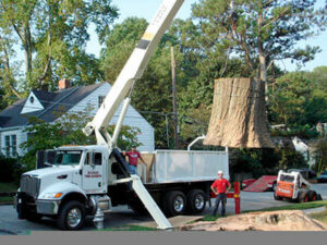 Professional Tree Removal Services in Atlanta GA