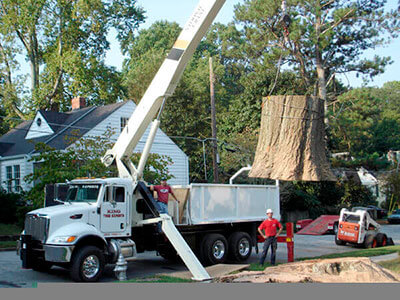 Tree Trimming Ct